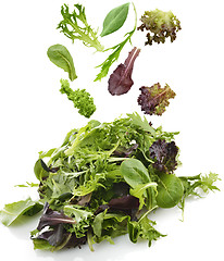 Image showing Salad Leaves