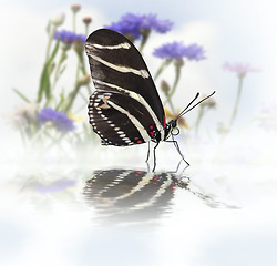 Image showing Butterfly With Reflection