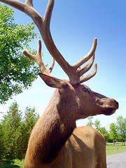 Image showing Stag head