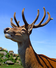 Image showing Stag head