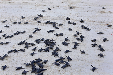 Image showing Turtle Hatchlings