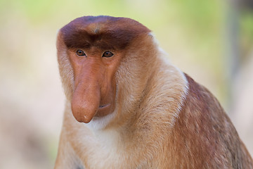 Image showing Proboscis monkey