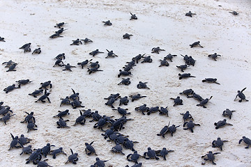 Image showing Turtle Hatchlings
