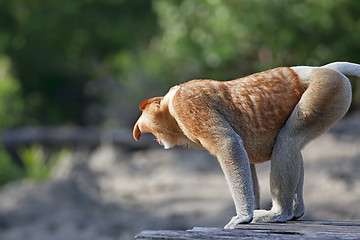 Image showing Proboscis monkey