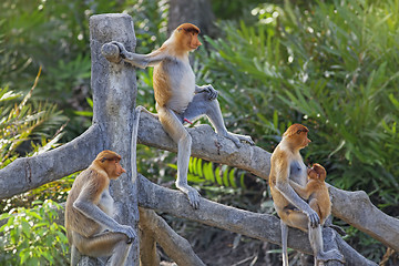 Image showing Proboscis monkey