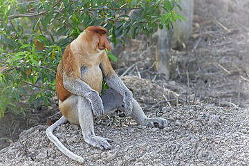 Image showing Proboscis monkey