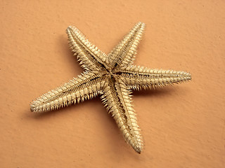 Image showing Starfish