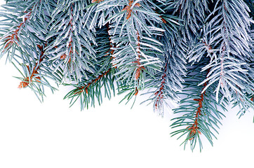 Image showing Blue Spruce Branch