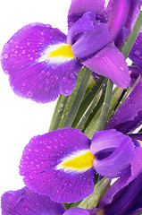 Image showing Purple Iris