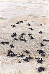 Image showing Turtle Hatchlings