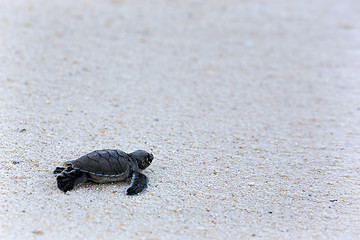 Image showing Green Turtle Hatchlings