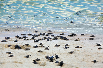 Image showing Turtle Hatchlings