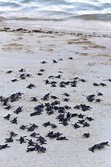 Image showing Turtle Hatchlings