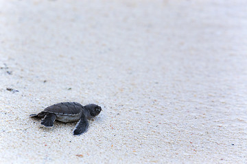 Image showing Green Turtle Hatchlings