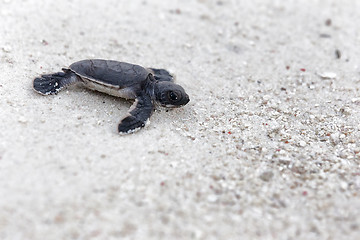 Image showing Green Turtle Hatchlings