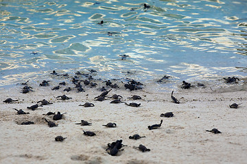 Image showing Turtle Hatchlings