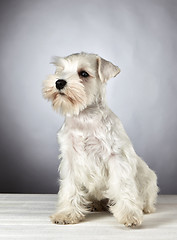 Image showing white miniature schnauzer puppy