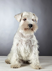 Image showing white miniature schnauzer puppy