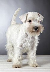 Image showing white miniature schnauzer puppy