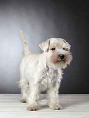 Image showing white miniature schnauzer puppy