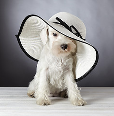 Image showing white miniature schnauzer puppy