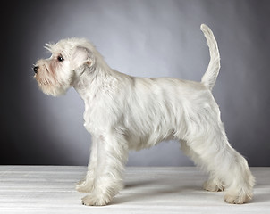 Image showing white miniature schnauzer puppy