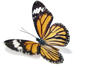 Image showing Butterfly (Monarch)