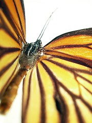 Image showing Butterfly (Monarch) closeup