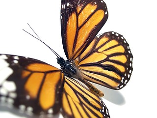 Image showing Butterfly (Monarch)