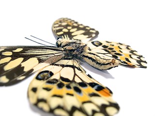 Image showing Butterfly (Spot Swordtail) closeup