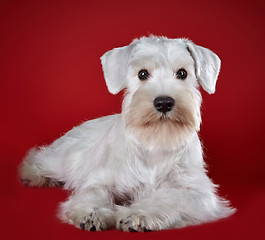 Image showing white miniature schnauzer puppy