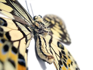 Image showing Butterfly (Spot Swordtail) closeup