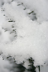 Image showing Branch with Snow