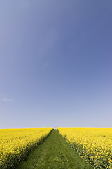 Image showing Yellow flowers and blue sky