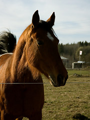 Image showing Horse at afternoon