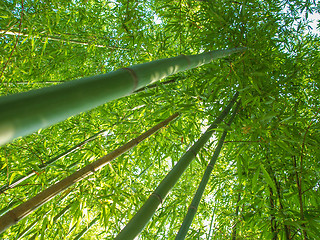 Image showing Bamboo plants