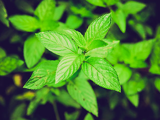 Image showing Retro look Peppermint