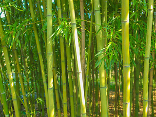 Image showing Bamboo plants