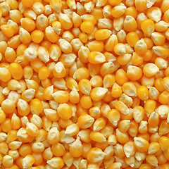 Image showing Maize corn