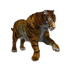 Image showing Tiger