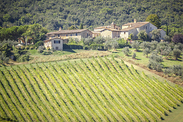 Image showing Wine Hill Italy