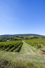 Image showing Wine Hill Italy