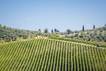 Image showing Wine Hill Italy