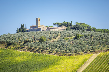 Image showing Olive trees