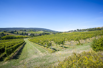 Image showing Wine Hill Italy