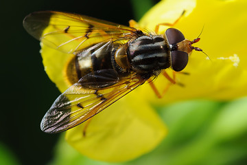 Image showing Fly on flower 