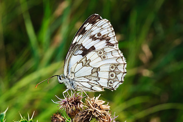 Image showing Butterfly on a dry flower