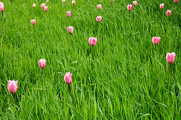 Image showing Tulips in the green grass