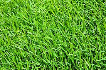 Image showing Green grass