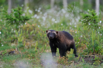 Image showing Wolverine walking